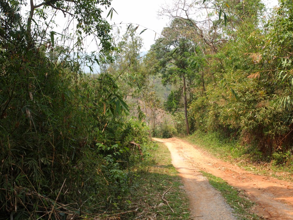 jungla