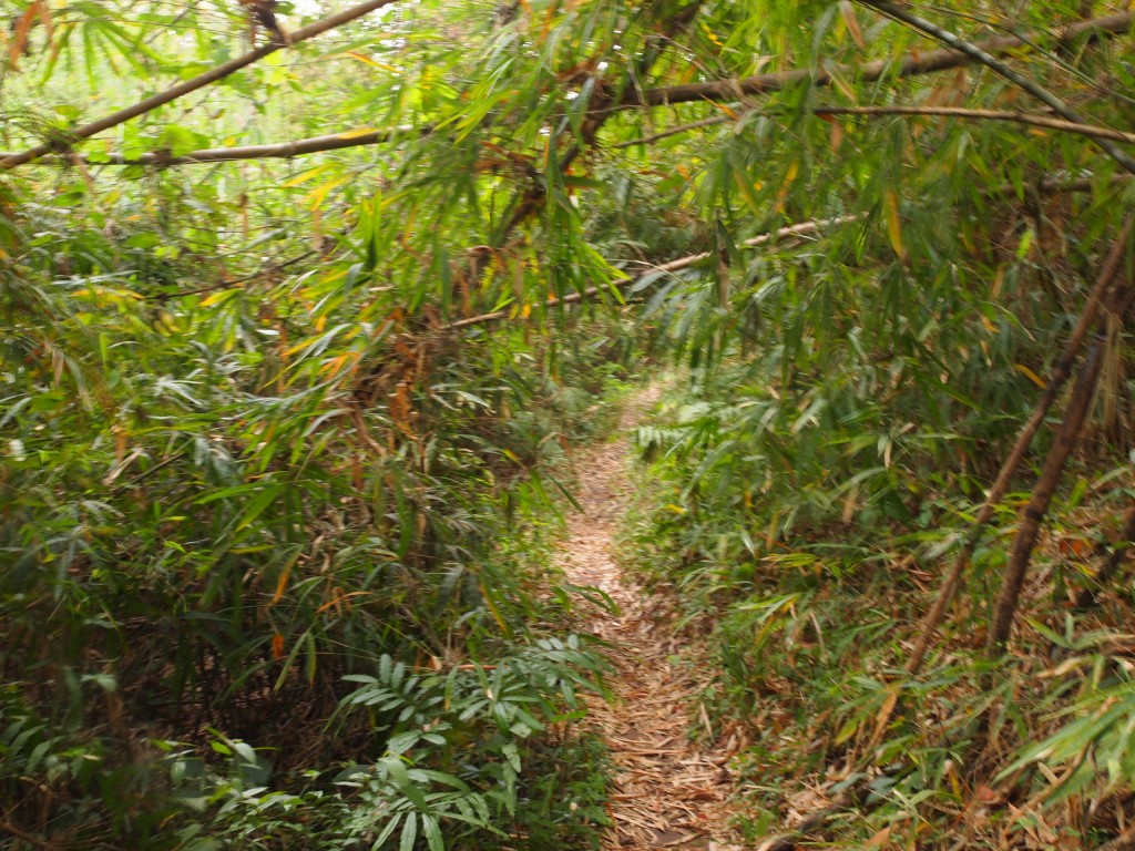 jungla2
