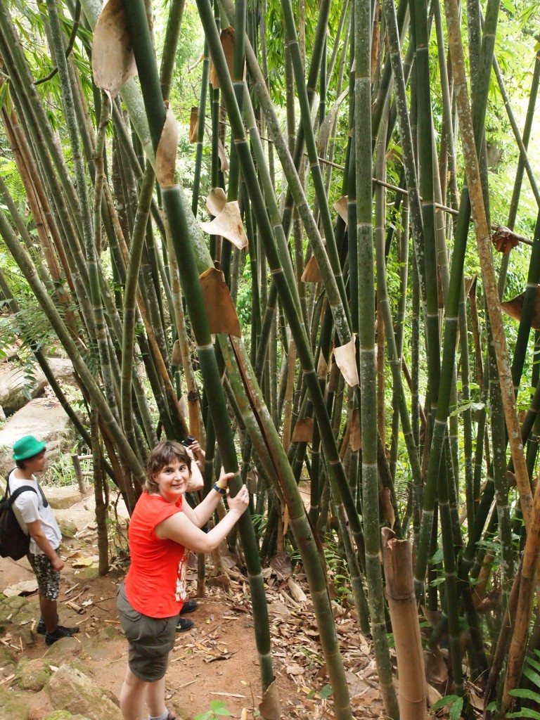 bambu