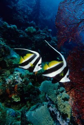 bannerfish