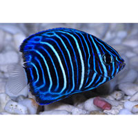 blueringangelfish