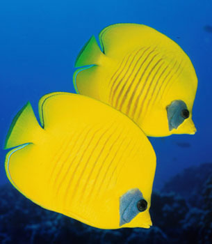 butterflyfish