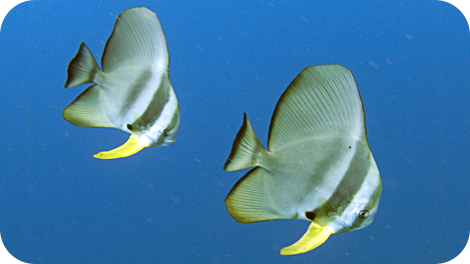 longfin-batfish