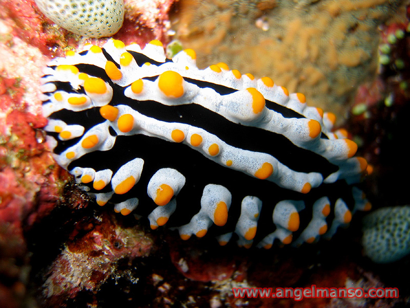 nudibranquio-4