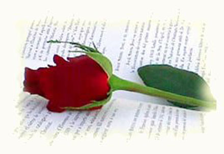 rosa