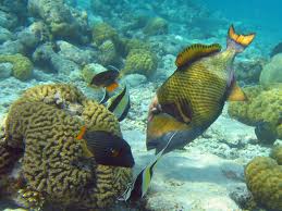 titantiggerfish