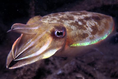 cuttlefish1