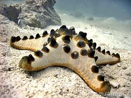 horned-seastar