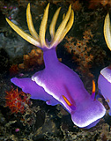 nudibranch-ypselodoris-apolegma1icon