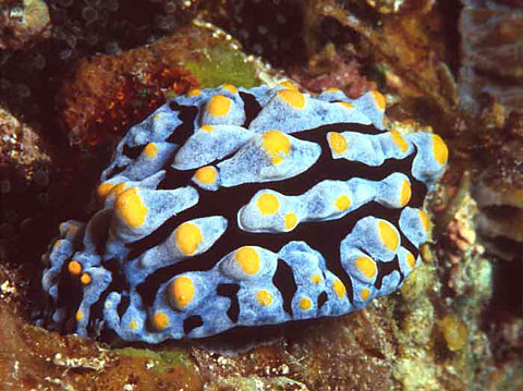 nudibranch