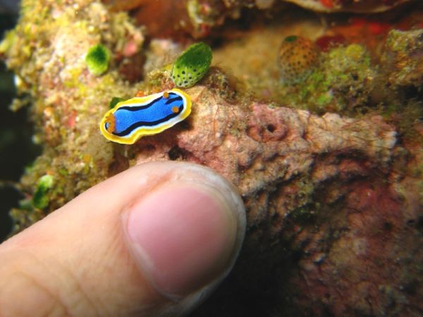 nudibranch01